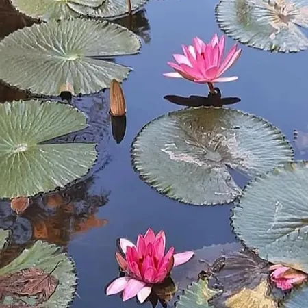 Tuender Roza Apartmán *