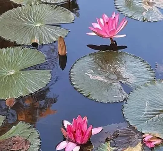 Tuender Roza Апартаменты *