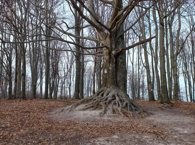 Tuender Roza * Мишкольц